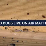 Can Bed Bugs Live On Air Mattresses? How To Get Rid Of Them!