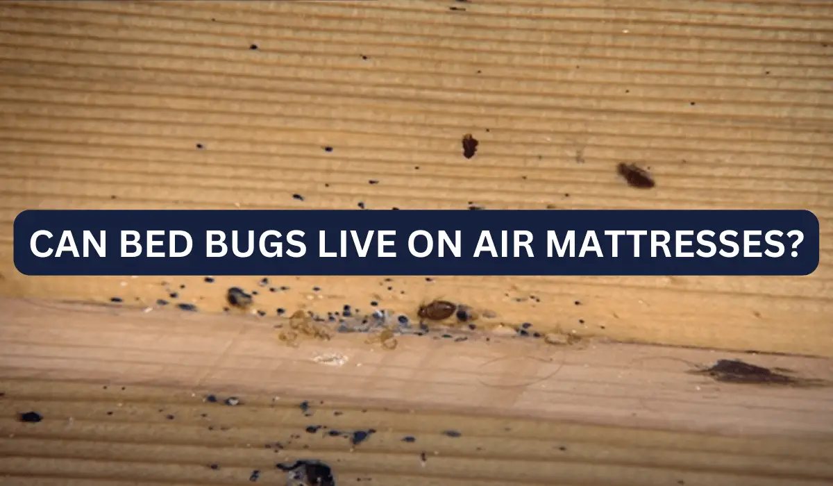Can Bed Bugs Live On Air Mattresses