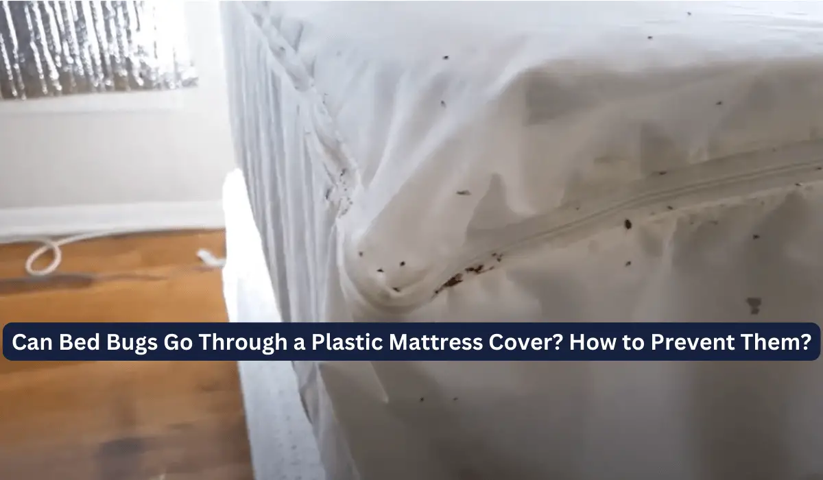 Can Bed Bugs Go Through a Plastic Mattress Cover How to Prevent Them